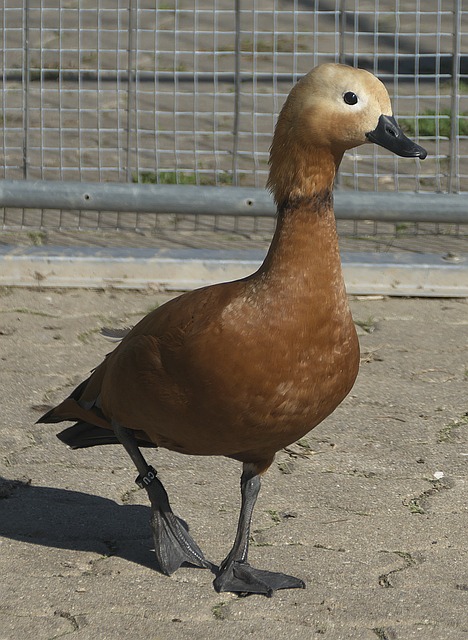 状态下克服